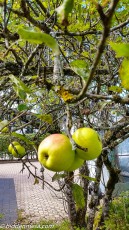 Apples in Schwangau