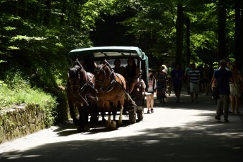 Horse drawn carriage at Neuschwanstein Castle