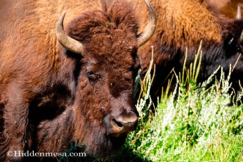Closeup of a Buffalo