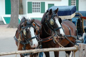 Colonial Williamsburg horses
