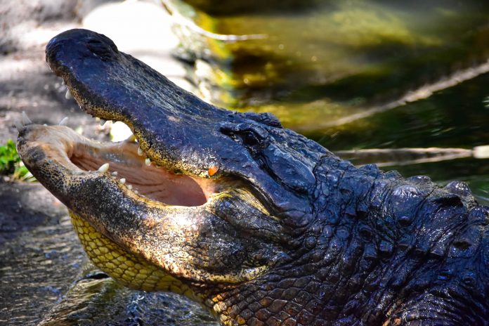 American alligator Large American Alligator