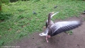 Goose Wings