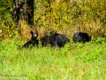 Bears in a field