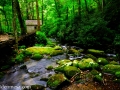Creek in Great Smoky Mountains National Park
