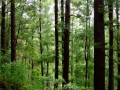 Forest of Japanese Cedar