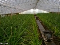 Pineapple Greenhouse