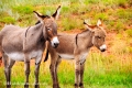 Mother and Baby Burro