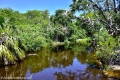 Alligator Lagoon and Wading Bird Rookery