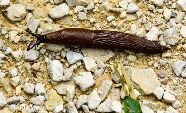 Slug in Germany