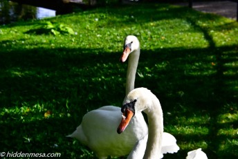 Two more Swans.