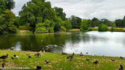 Geese in the Hofgarten