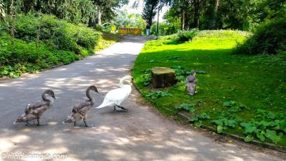 Swan Family