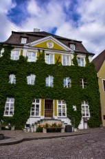 Ivy covered house