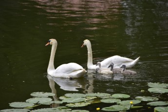 Swans