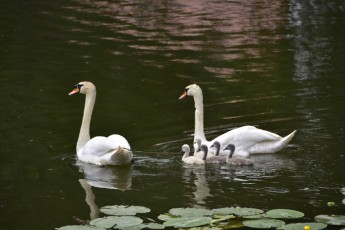 Swans