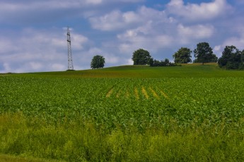 Farm Field