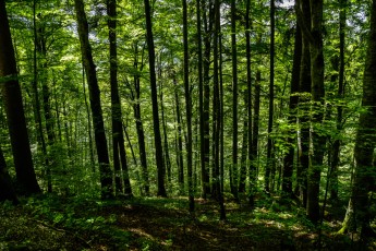 Forest near Neuschwanstein Castle