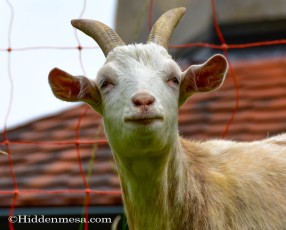 Lichtenstein Castle Goat