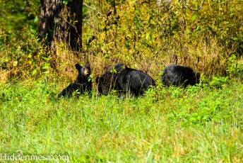 Bears in a field