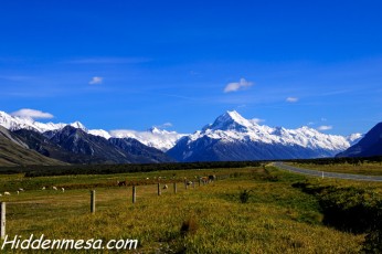 Sheep and Cows Grazing With Mount Cook in the Background