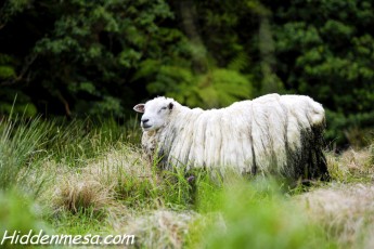 Wooly Sheep in New Zealand