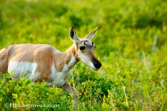 Antelope in the Prairie
