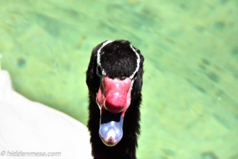 Black Neck Swan