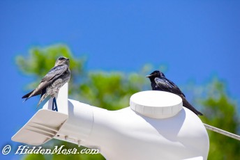 Purple Martin Houses