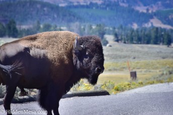 Bison in the Road