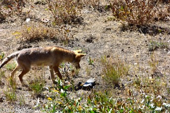 Hunting Coyote