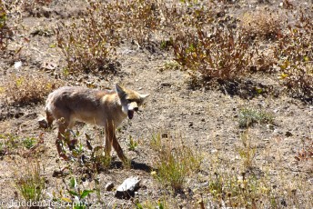 Coyote and a Meal