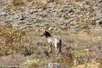 Coyote