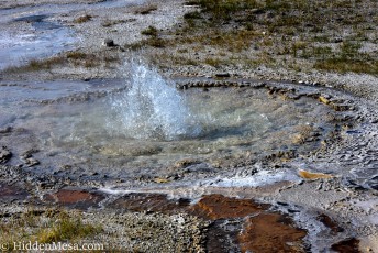 Anemone Geyser