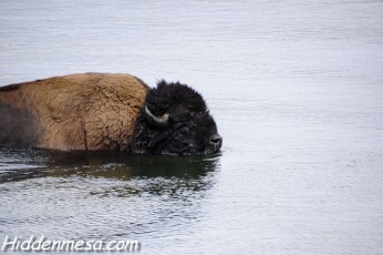 Bison