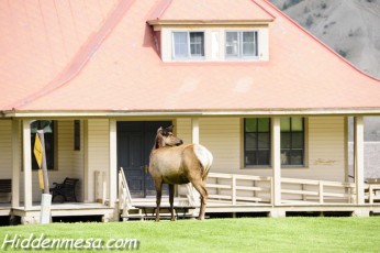 Elk at Mammoth Hot Springs