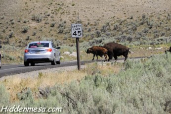 Bison Crossing the Road