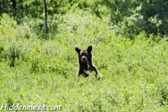 Black Bear Cub