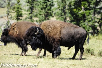 Bison