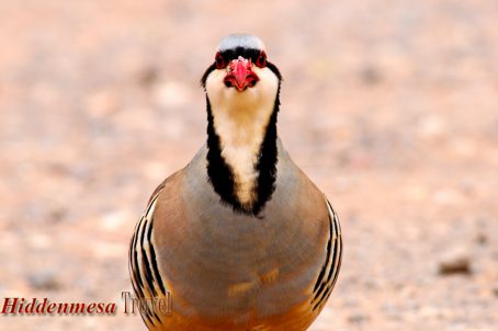 Chukar Partridge, Capital Reef National Park