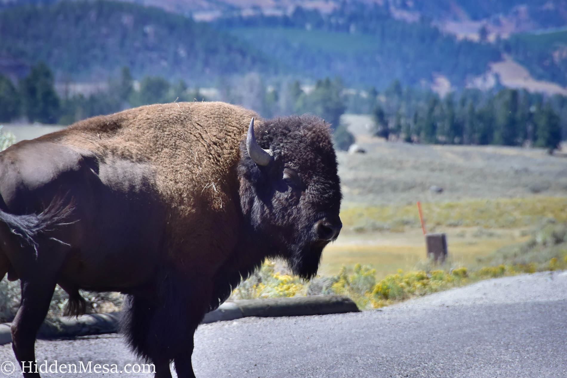 Seeing Yellowstone in a Quick Trip