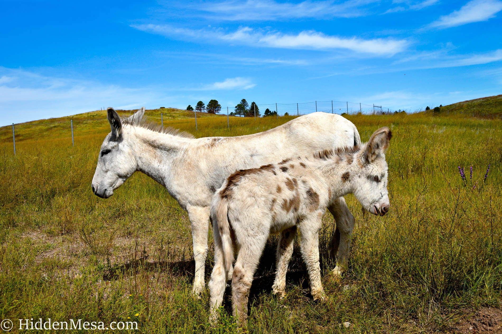 Custer State Park: A view of South Dakota’s Best Known Wildlife Refuge