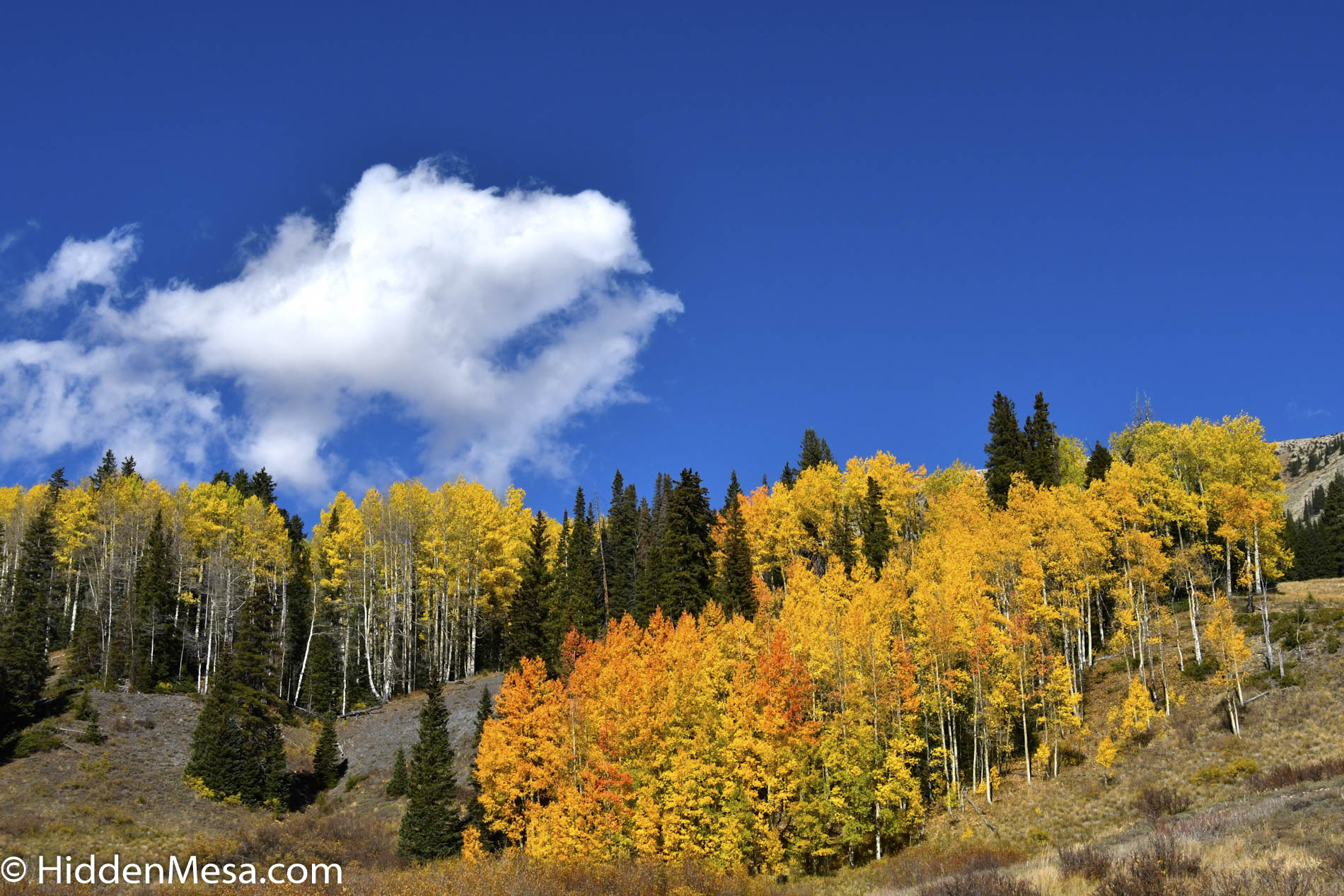 Fall Colors in the Rocky Mountains