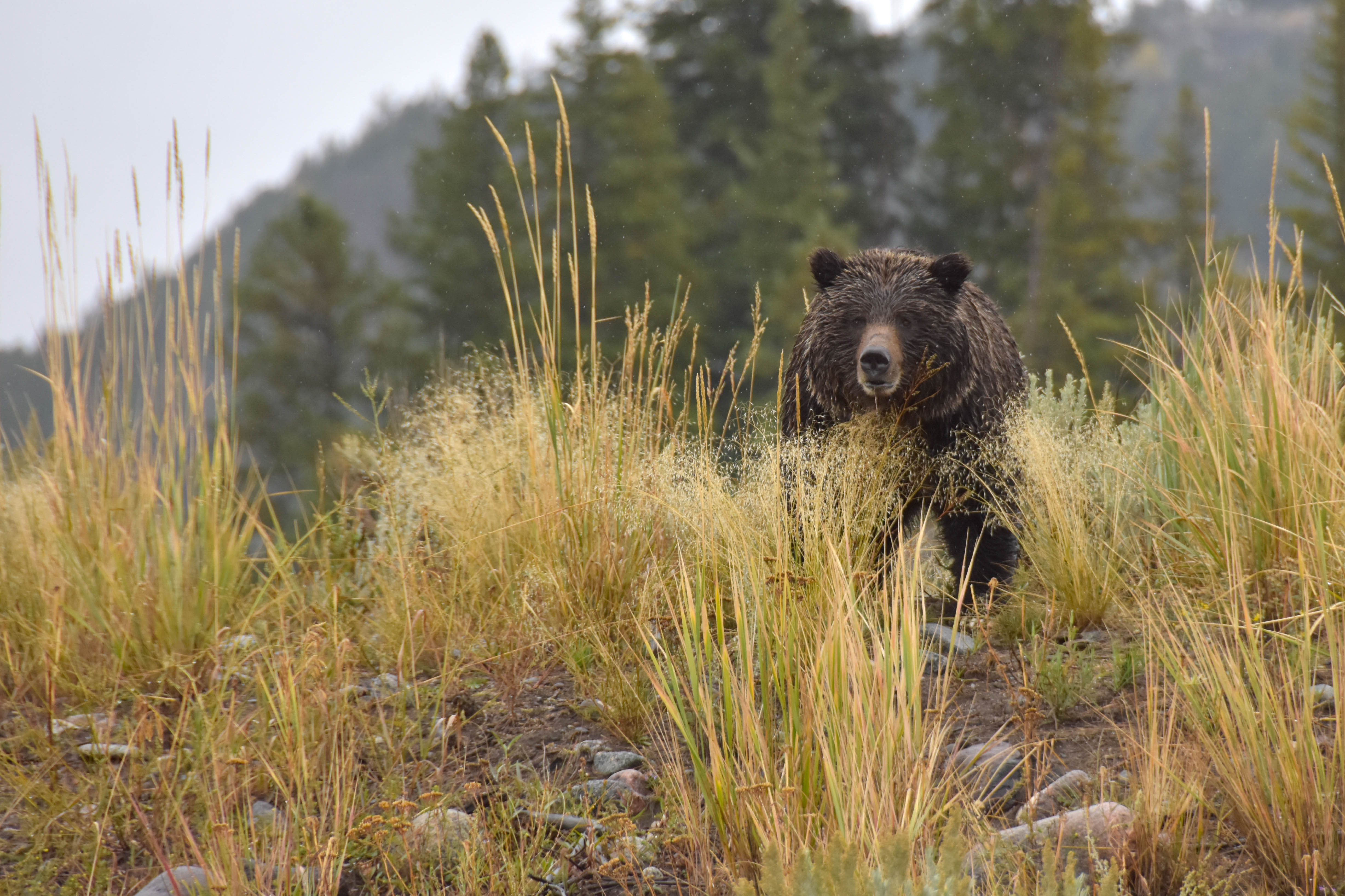 Lamar Valley, Yellowstone National Park