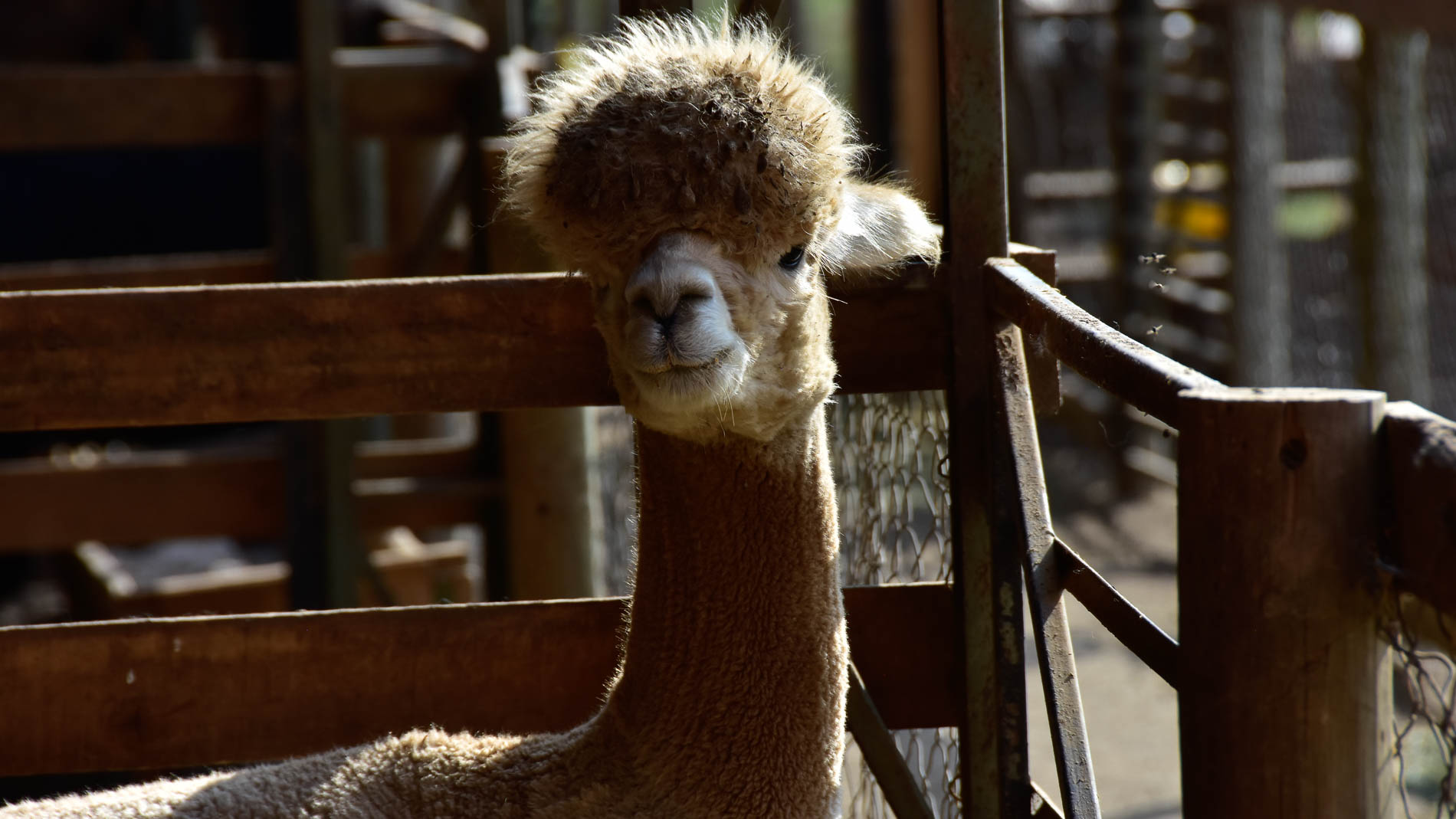 Visiting an Alpaca Farm Near Santiago Hidden Mesa