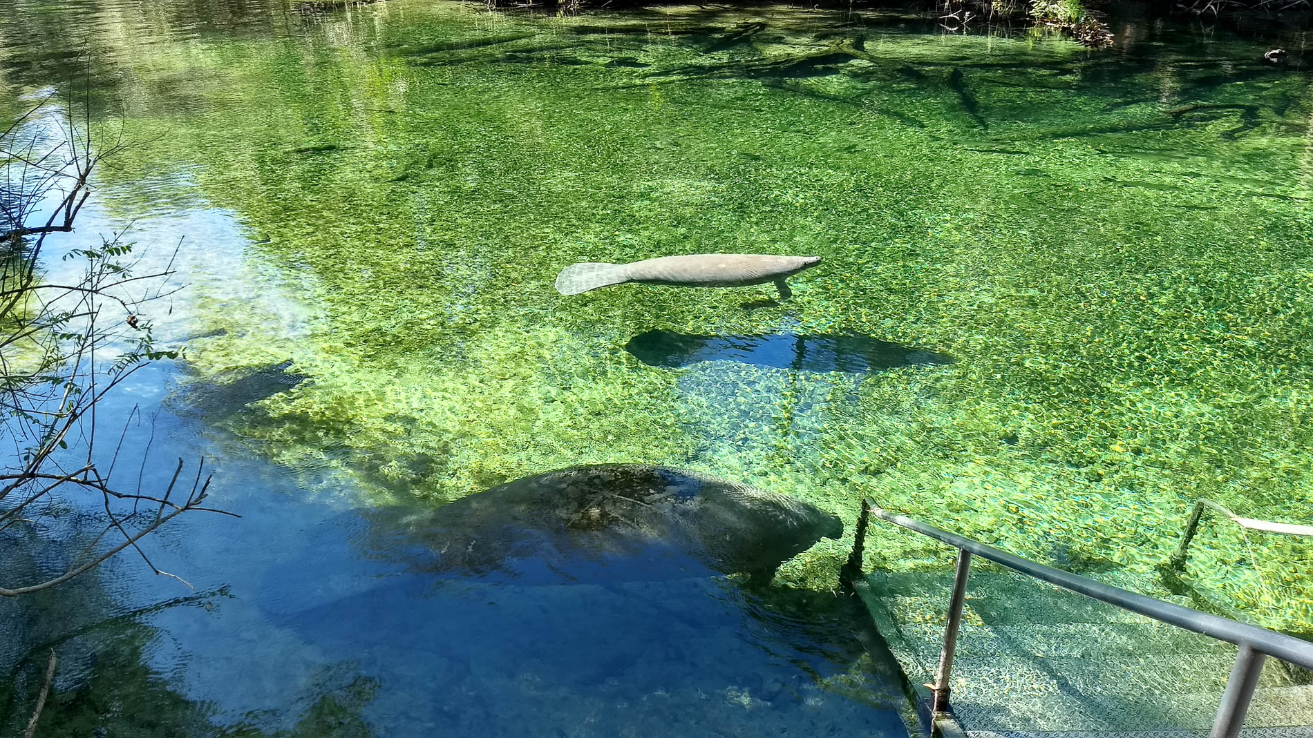Manatees of Blue Springs State Park