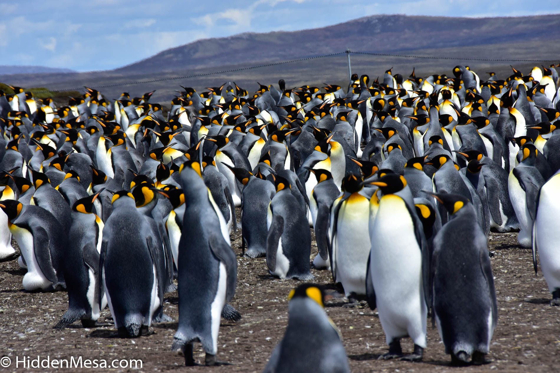 Penguins on the Falkland Islands
